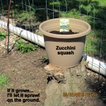 Zucchini planter on stump