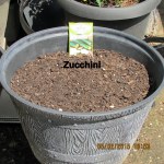 Zucchini in non-organic soil