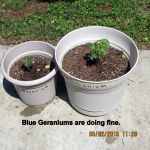 Blue Geraniums look good