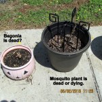 Mosquito plant is dead