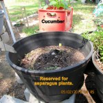 Saving for asparagus plants