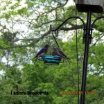 I love Bluebirds