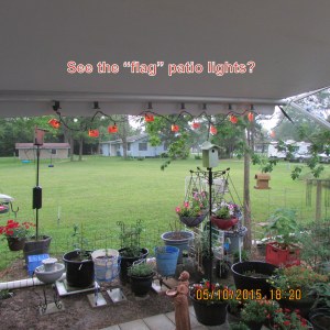 Patio lights (1)