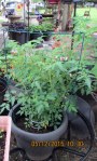 The other tomato plant