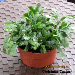 Christmas Cactus in May