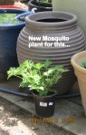 New Mosquito plant