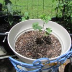Blue Geranium May fourteen