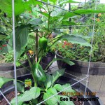 See the peppers? May fifteenth