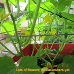 Cucumber flowers May fifteenth