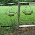 Rosemary looking good in early May.