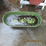 Standing water in Simpson lettuce planter