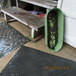 Drained water from Simpson lettuce planter