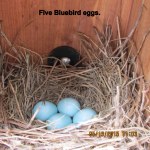 Five Bluebird eggs