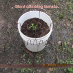 Transplanted giant climbing tomato
