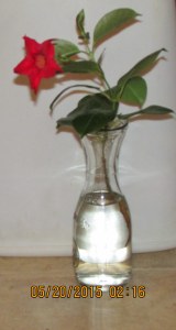 Mandevilla to take root