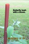 Butterfly bush has a bloom