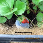 First strawberry