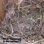 Where are the babies?