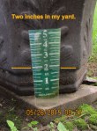 Two inches in my yard (1)