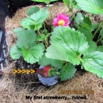 My first strawberry ruined