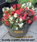 Begonias