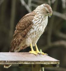 Cooper's Hawk