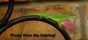 Gecko with ballon throat