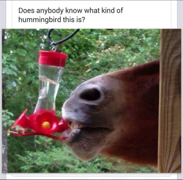 Horse drinking from Hummingbird feeder