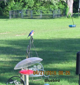 Bluebird above Hummingbird feeder