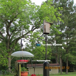 Hummingbird and Bluebirds