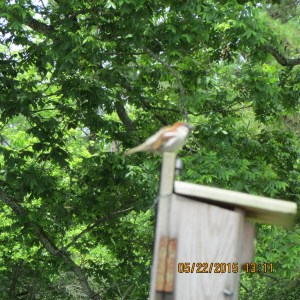 House Sparrow perched on roof