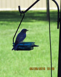 Bluebird on mealworm feeder
