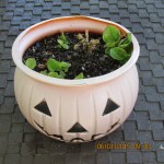 Begonia from North Carolina