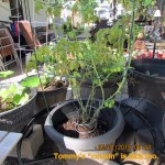 Tommy's cousin is sick too