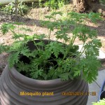 Mosquito plant replaced one from last year