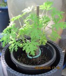 Mail order mosquito plant