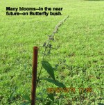 Lots of blooms in the near future