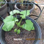 Zucchini