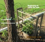 Starting to climb the tree