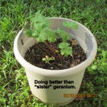 Geranium better than sister plant