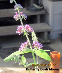 Butterfly bush bloom