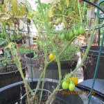 Yellow tomatoes, sick plant