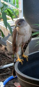 Lorraine's visitor (3)