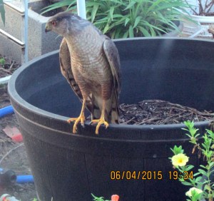 Lorraine's visitor (4)