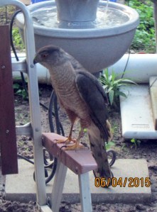 Lorraine's visitor (1)