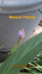 Mexican Petunia bud