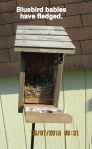 Bluebird babies have fledged