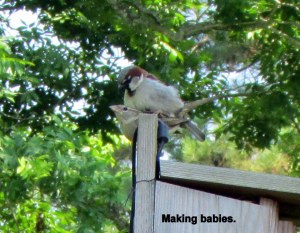 Making babies (close up)