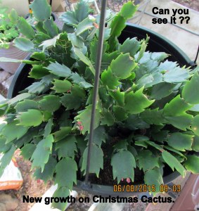 Christmas cactus