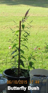 Butterfly bush (1)
